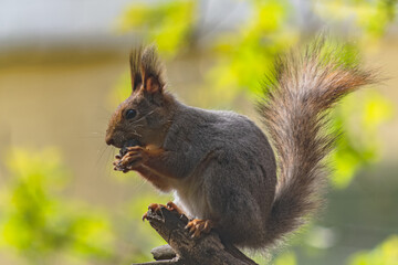 A series of images of a squirrel living in a forest. The mischievous animal poses. Summer, sunny day. Coniferous forest. Background blur