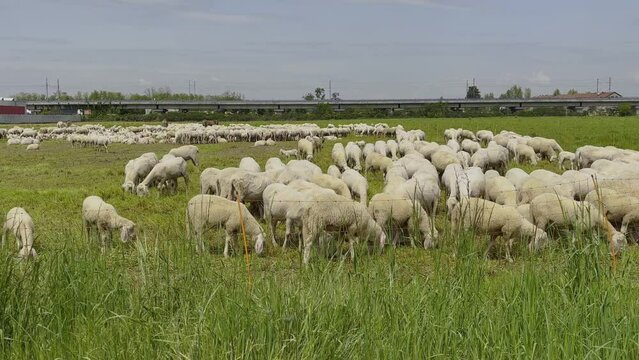 pecore che brucano nel campo, sheep grazing in the field