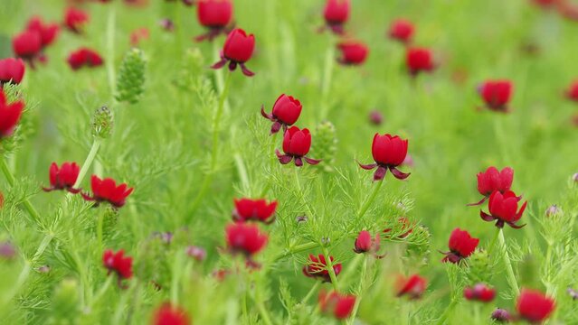 Red flowers of the large pheasant eye on a field in spring, Adonis flammea