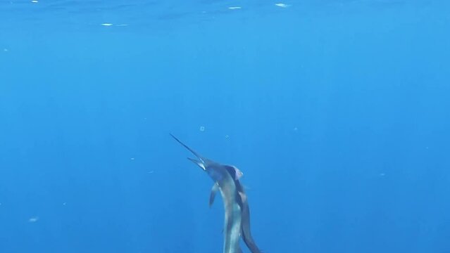 Sailfish underwater