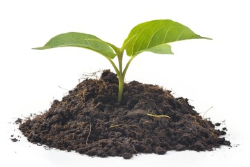 A fresh seedling emerges from a mound of fertile earth symbolizing growth and new beginnings