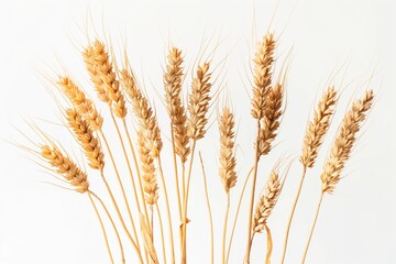 A collection of golden wheat ears against a white background suggesting harvest, agriculture, and natural food ingredients