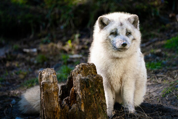 Vulpes lagopus, pol&aacute;rn&iacute; li&scaron;ka