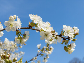 Closeup of spring blossom flower with blue sky in background. Macro cherry blossom tree branch.