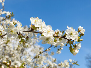 Blooming cherry tree flowers isolated on blue sky background. Macro cherry blossom tree branch.