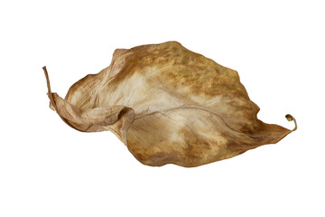 Dried brown leaf of a plant.