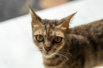 Tortoiseshell orange and black fur cat looks stern or angry up at camera portrait.