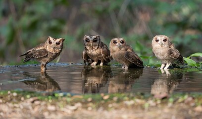 birds Collared Scops Owl