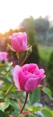 delicate pink roses captured at dusk