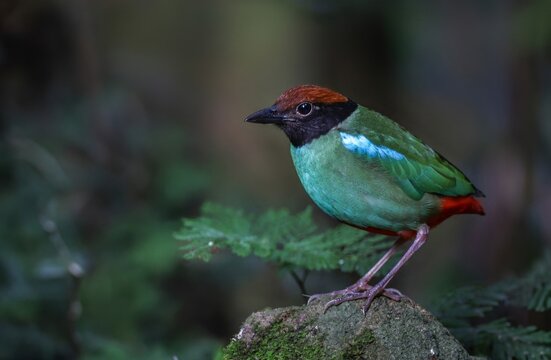 Beautiful colorful birds in nature Hooded Pitta 