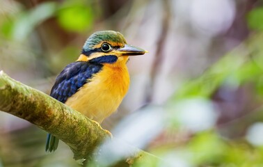 Beautiful colorful birds in nature Rufous-collared Kingfisher 