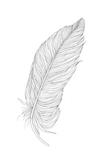 A detailed line drawing of a feather.