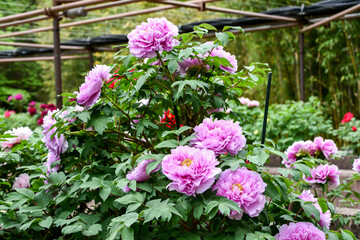 Obraz premium 牡丹「鎌田藤」