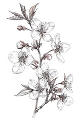 A detailed pencil drawing of a cherry blossom branch with white flowers and pink buds.