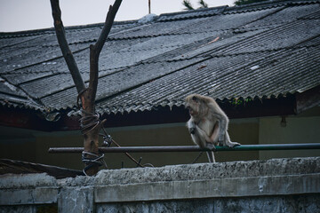 Monkeys Bound as Human Pets