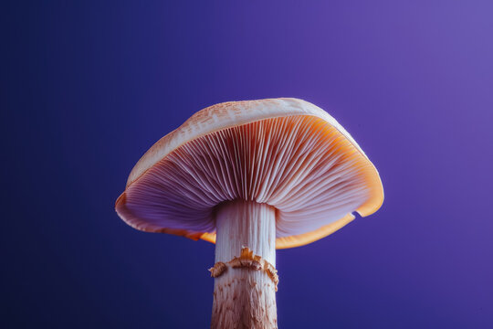 minimalist close up of a mushroom with vibrant orange gills on purple background