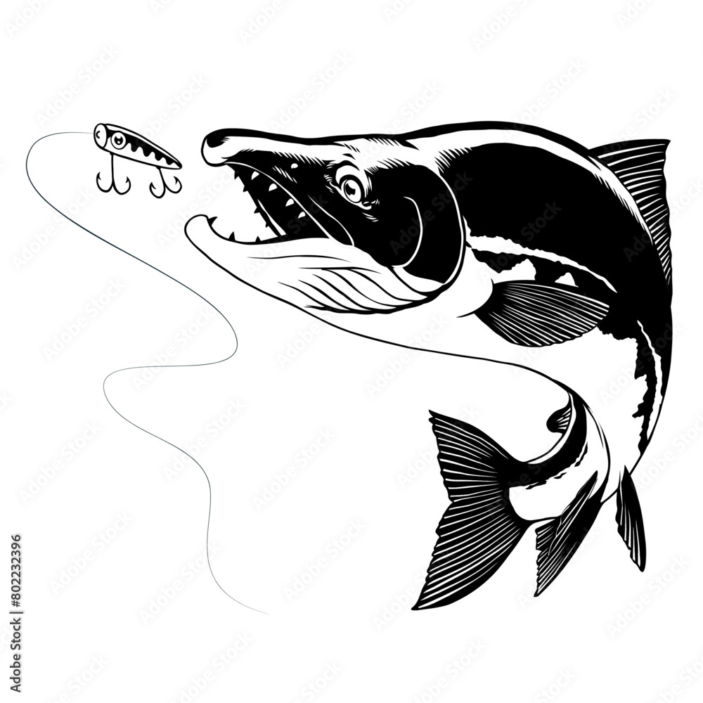 Wall mural sockeye salmon catching the fishing lure in black and white