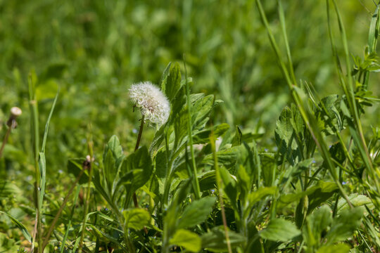 Dandelion - Taraxacum officinale its blooming flower on a green background.