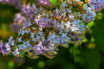 Beautiful ornamental shrub Lilac - Syringa vulgaris - blue-violet flowers with green leaves.