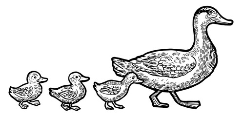 Duck bird with ducklings crosses road sketch engraving PNG illustration. Tee shirt apparel print design. Scratch board style imitation. Black and white hand drawn image.