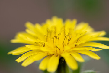 Gros plan sur les pistils d'une fleur jaune