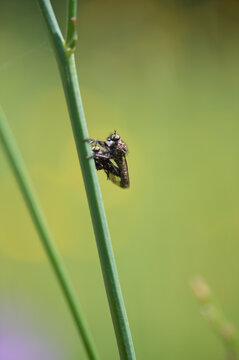 Les insectes en amour
