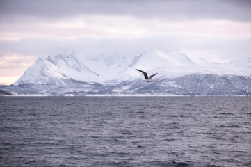 Oiseau marin arctique en plein vol au milieu des fjords norvégiens