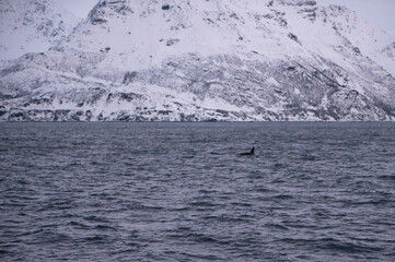Orque dans les fjords norvégiens