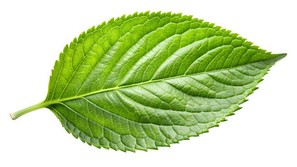Green leaf isolated on white, green leaf png