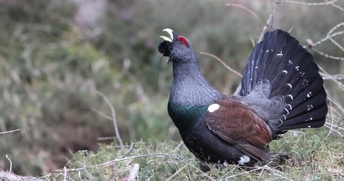 The male western capercaillie (Tetrao urogallus), in a forest in the Veneto region of Italy