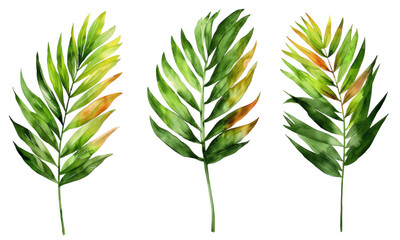 Four tropical leaves. Hand drawn leaves illustration in watercolor.