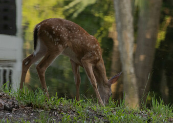 Obraz na płótnie Canvas Deer in the morning shadows