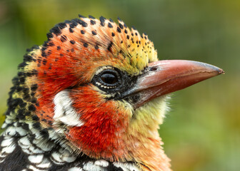 Red-Yellow Barbet (Capito auratus) - Stunning Bird of Sub-Saharan Africa