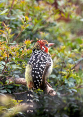 Red-Yellow Barbet (Capito auratus) - Stunning Bird of Sub-Saharan Africa