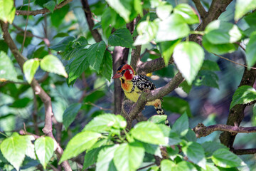 Red-Yellow Barbet (Capito auratus) - Stunning Bird of Sub-Saharan Africa