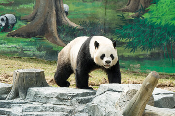Cute Panda in the zoo