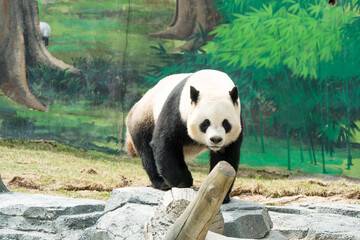 Cute Panda in the zoo