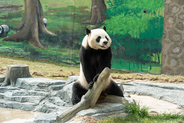 Cute Panda in the zoo