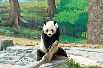 Cute Panda in the zoo