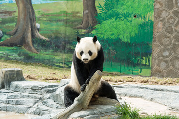 Obraz premium Cute Panda in the zoo