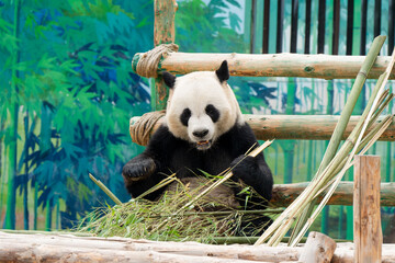 Cute Panda in the zoo