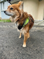 Street dog without a leg on the street