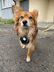 Street dog without a leg on the street