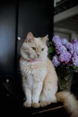 cat on the table