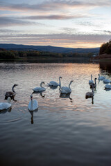 white swans at sunrise under colorful sky
