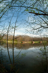 Summer in a landscape park...Trees and bushes in green clothes.
