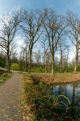 Summer in a landscape park...Trees and bushes in green clothes.