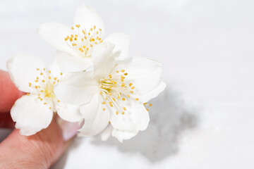 jasmine flower in hand and white background, top view