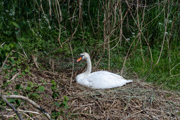 white swan on her nest with 7 eggs © Casper