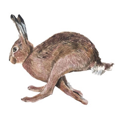 Watercolor Illustration of a brown Hare